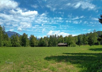 Travnik ob poti nazaj proti Bodeškemu mostu