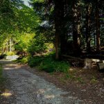 Gozdna pot proti Tolstemu vrhu