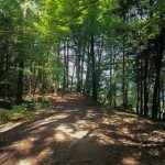Gozdna steza proti Tolstemu vrhu