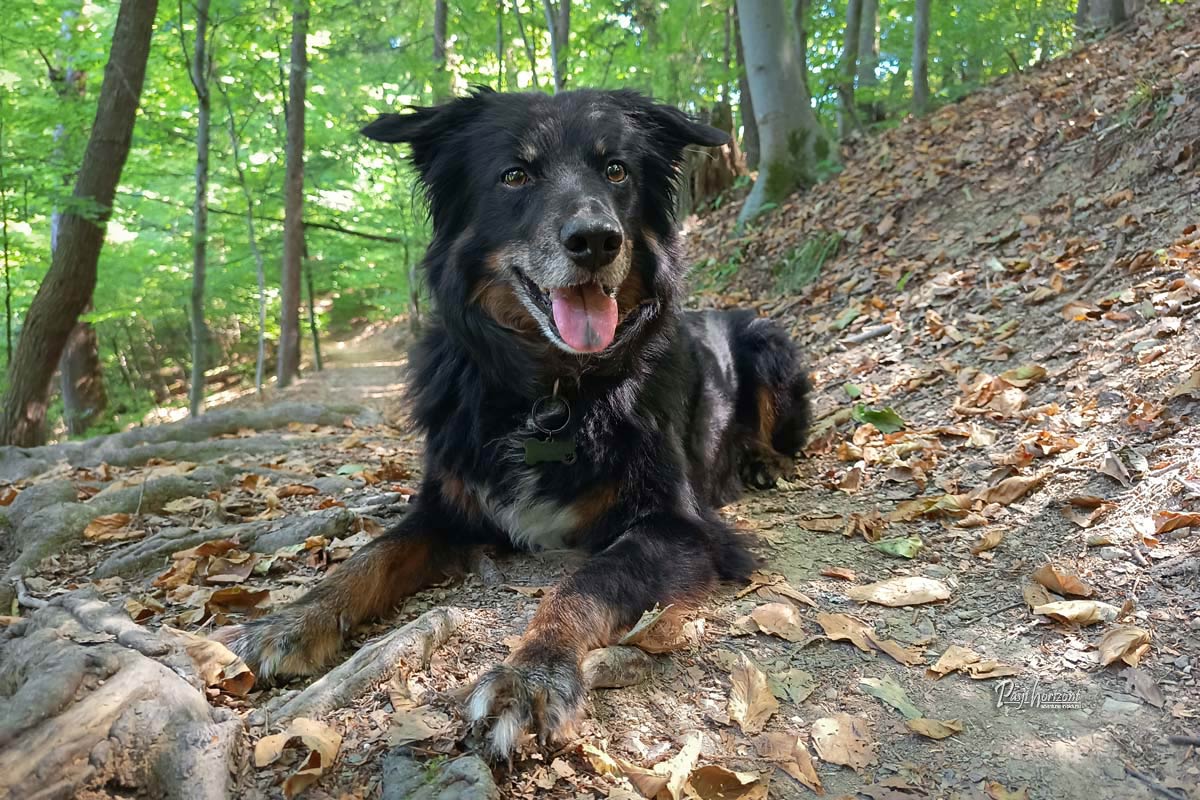 Pes na gozdni poti malo pred Gostilnico Orle