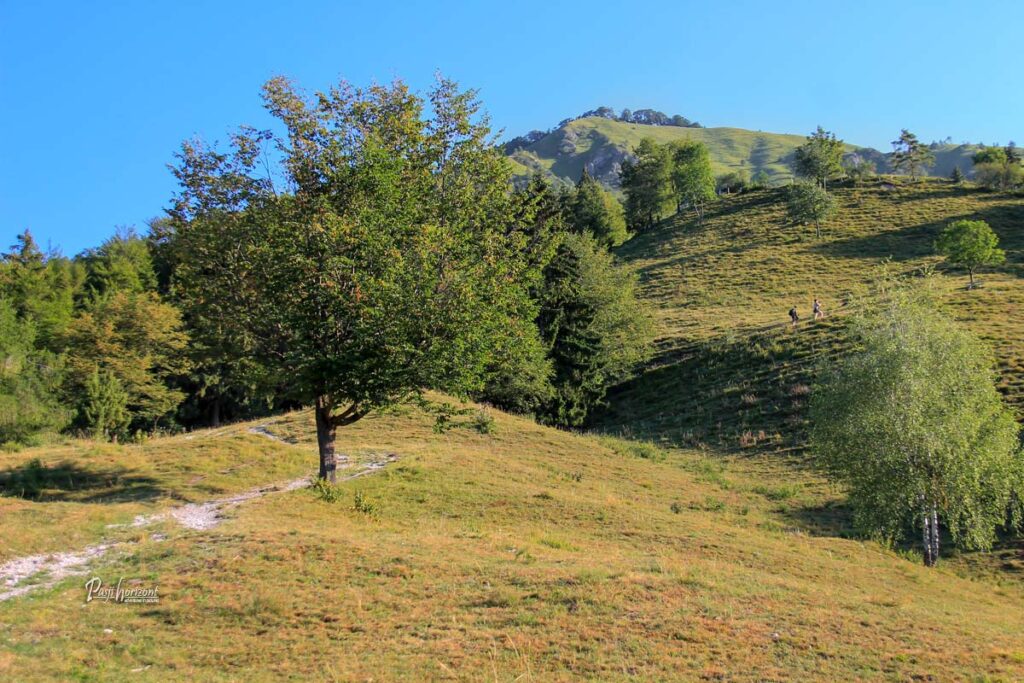 Pot čez pašnik proti Kamniškemu vrhu
