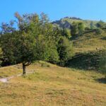 Pot čez pašnik proti Kamniškemu vrhu