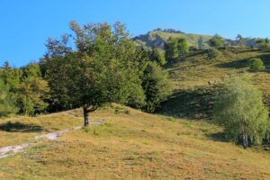 Pot čez pašnik proti Kamniškemu vrhu