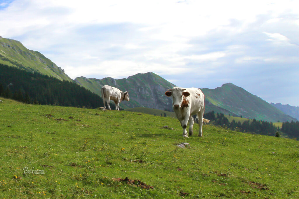 Krava na pašniku na Planini Kofce