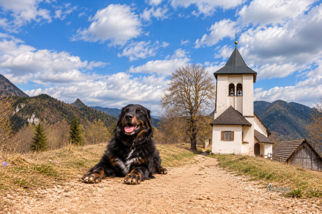 Pes pri cerkvi sv. Petra nad Begunjami