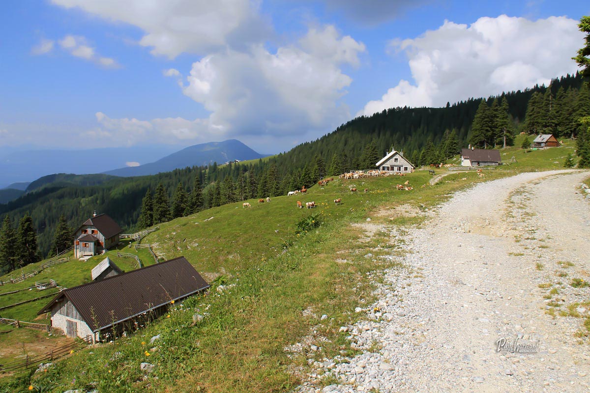 Krave in planinske koče na Planini Šija