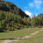 Travnat svet doline Završnice z macesni in gorskimi vrhovi v ozadju