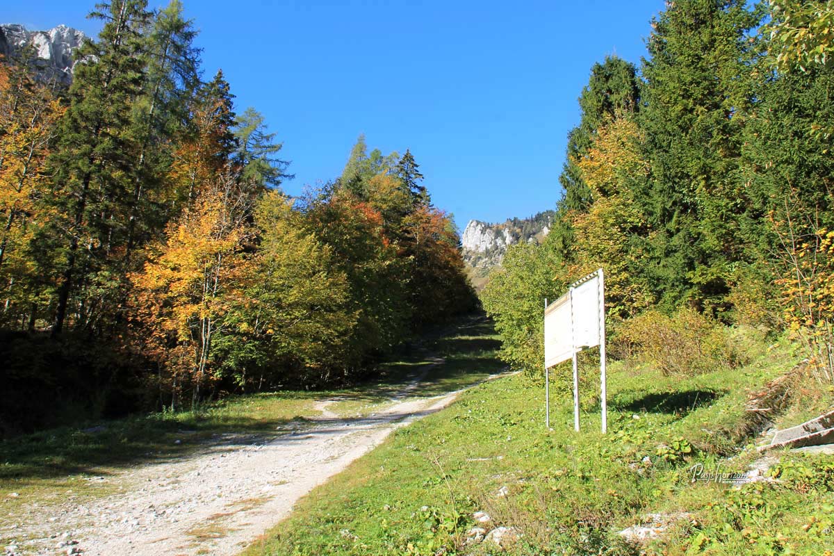 Gozdna pot z Ljubelja proti Zelenici med jesensko obarvanimi drevesi