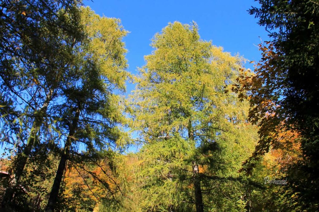 Pogled v krošnje rumenih macesnov ob poti z Ljubelja na Zelenico