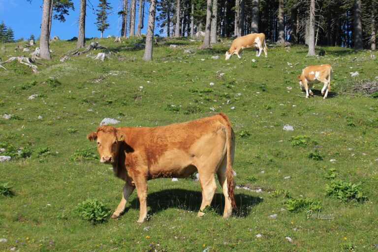 Krava na pašniku na planini Pungart
