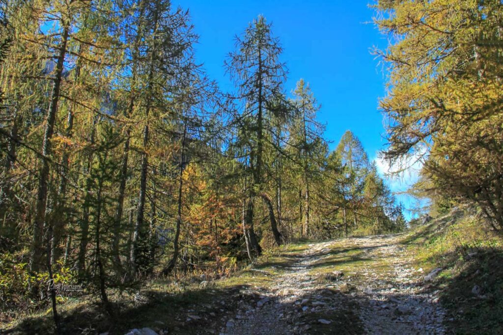 Kamnita pot se vzpenja med zlato obarvanimi macesni na Zelenici