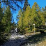 Pot skozi macesnov gozd na Zelenici, po kateri hodita pohodnica in pes