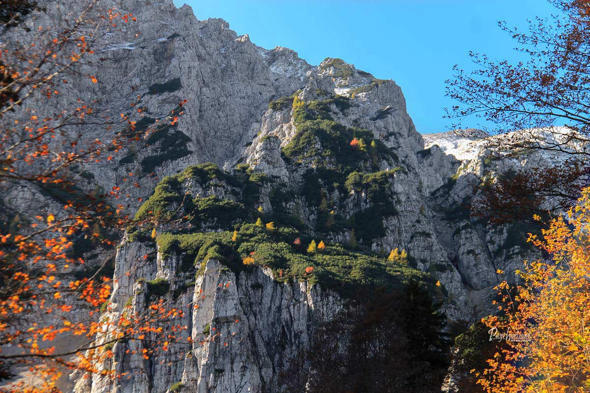 Skalnate stene Begunjščice nad jesensko obarvanimi macesni